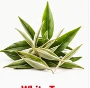 White Tea ingredient illustration